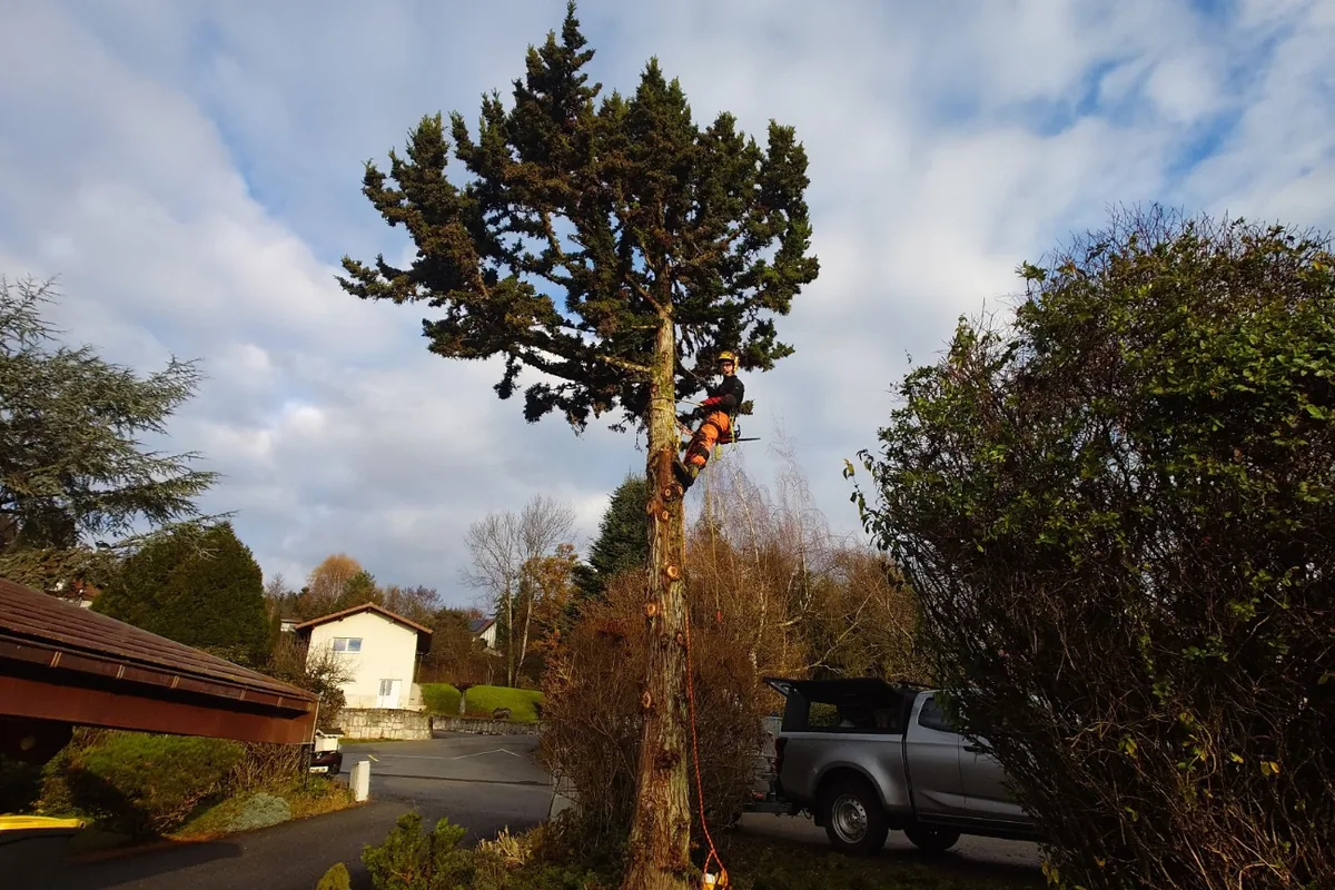 Intervention en arbre pour travaux d'élagage